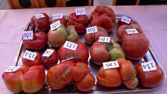 Томатный триллер: испанцы выбрали самый уродливый помидор