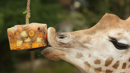 Животных мадридского зоопарка спасают от жары