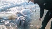 Огромная акула обнаружена в провинции Аликанте